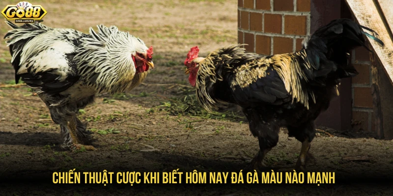 Chiến thuật cược khi biết hôm nay đá gà màu nào mạnh